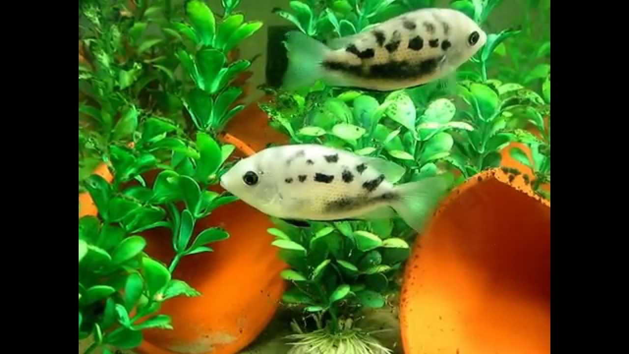 Orange Chromides with Young