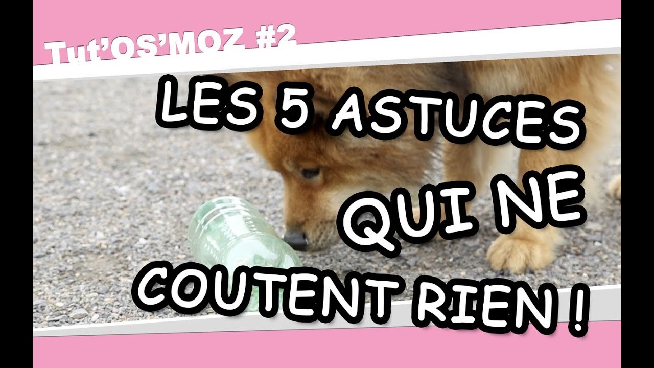 Les 5 astuces qui ne coûtent rien pour occuper son chien !