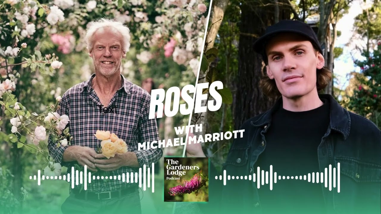 Organic Roses | Michael Marriott