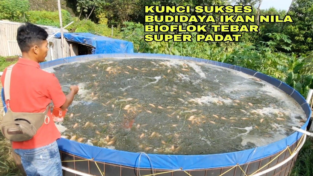 KUNCI SUKSES BUDIDAYA IKAN NILA BIOFLOK TEBAR SUPER PADAT