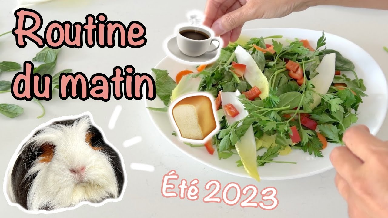 Ma routine du matin avec mes cochons d'Inde - Été 2023