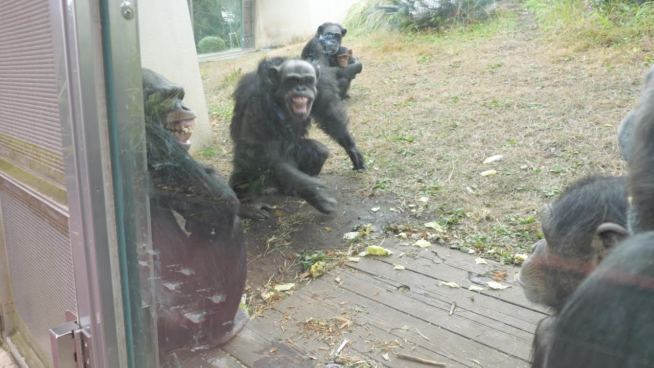 ピータンと仲間たち　平川動物公園　チンパンジー　202601