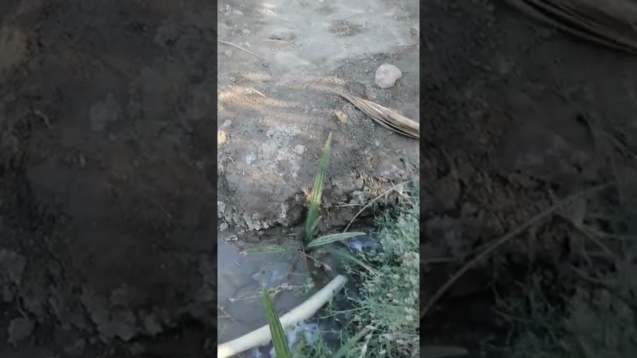 زراعة نوى النخيل. تجربه يمكن تعجبكم# نوى شويثي اسود