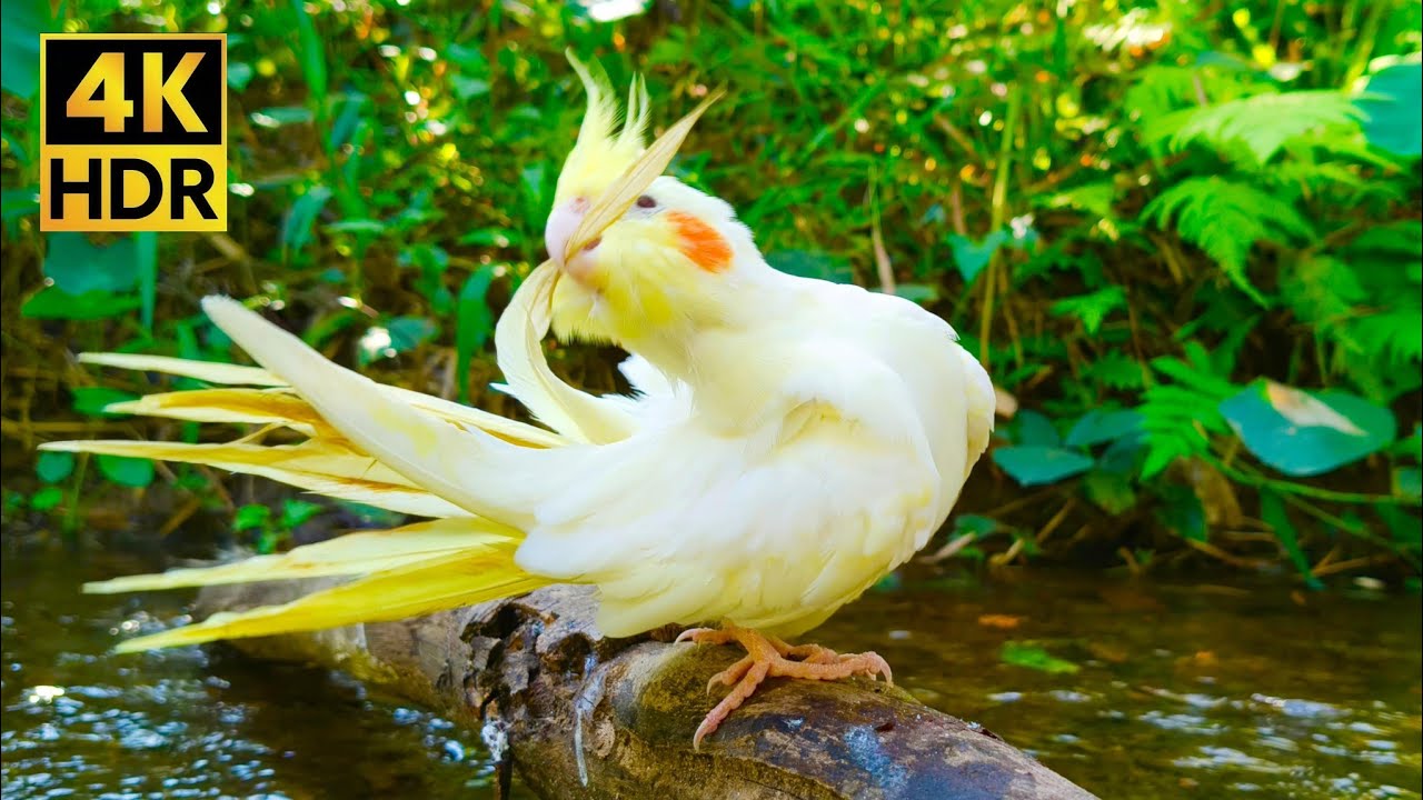 1 Hour Cockatiel Whistling & Nature Sounds - Cute Lutino Bird Preening (4K HDR)