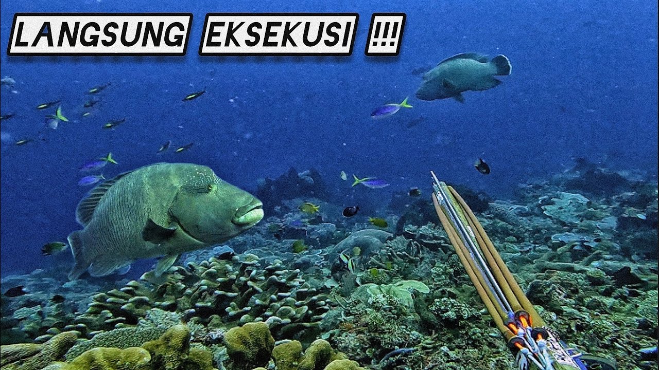 TERNATE SPEARFISHING PULAU HIRI IKAN NAPOLEON BESAR !!!