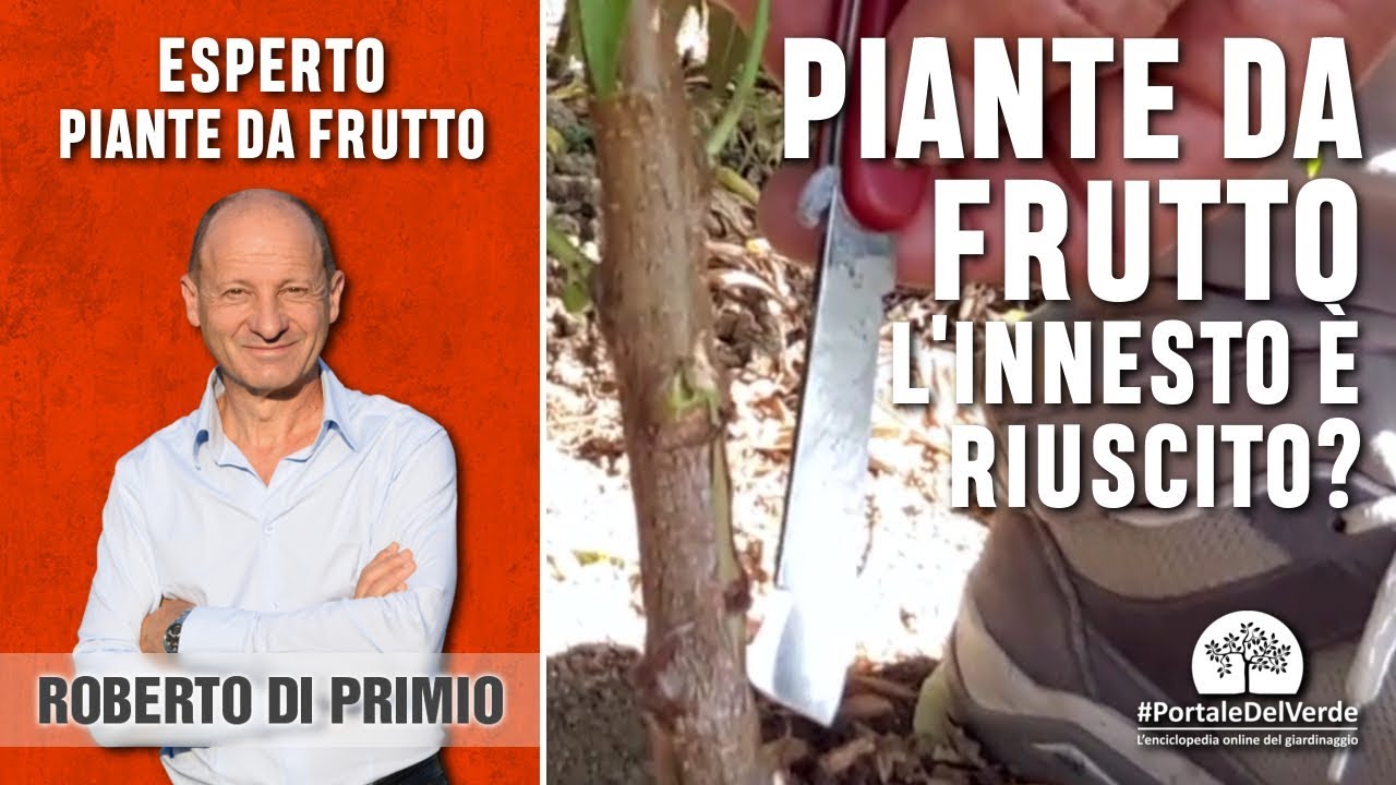 Come capire se l'innesto è riuscito nelle piante da frutto