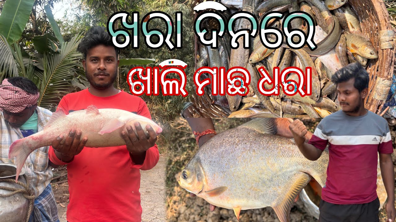 ପୋଖରୀରେ ମାଛ ଧରା🐟#odisha #village #fishing #odia #vlogs 