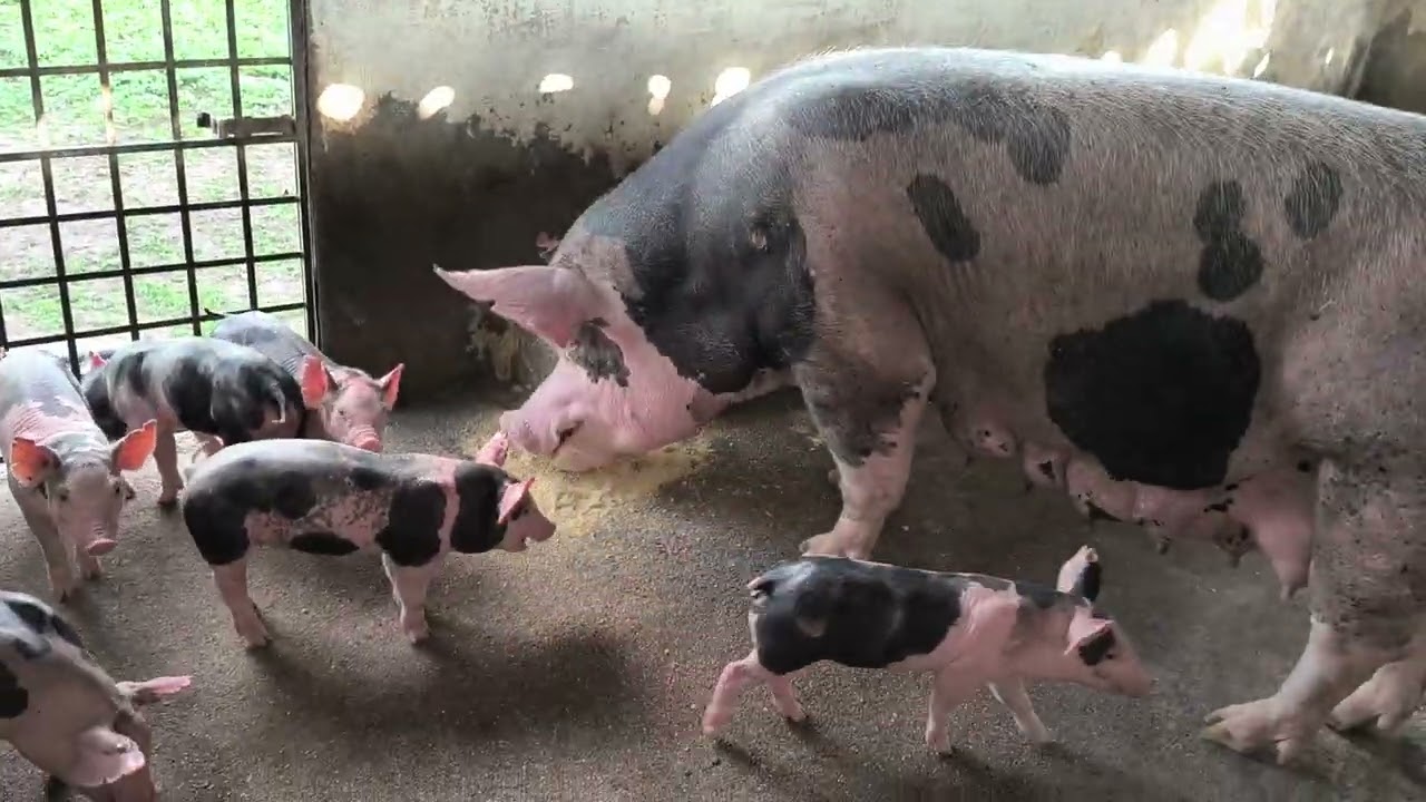 PIETRAN P.O da RBSUINOS comendo 8 kg de ração por dia.#suinocultura 