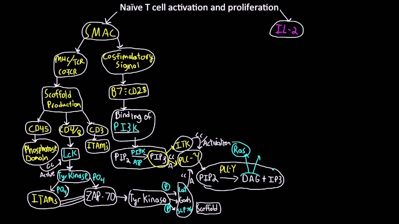 Naive T cell activaton and proliferation map