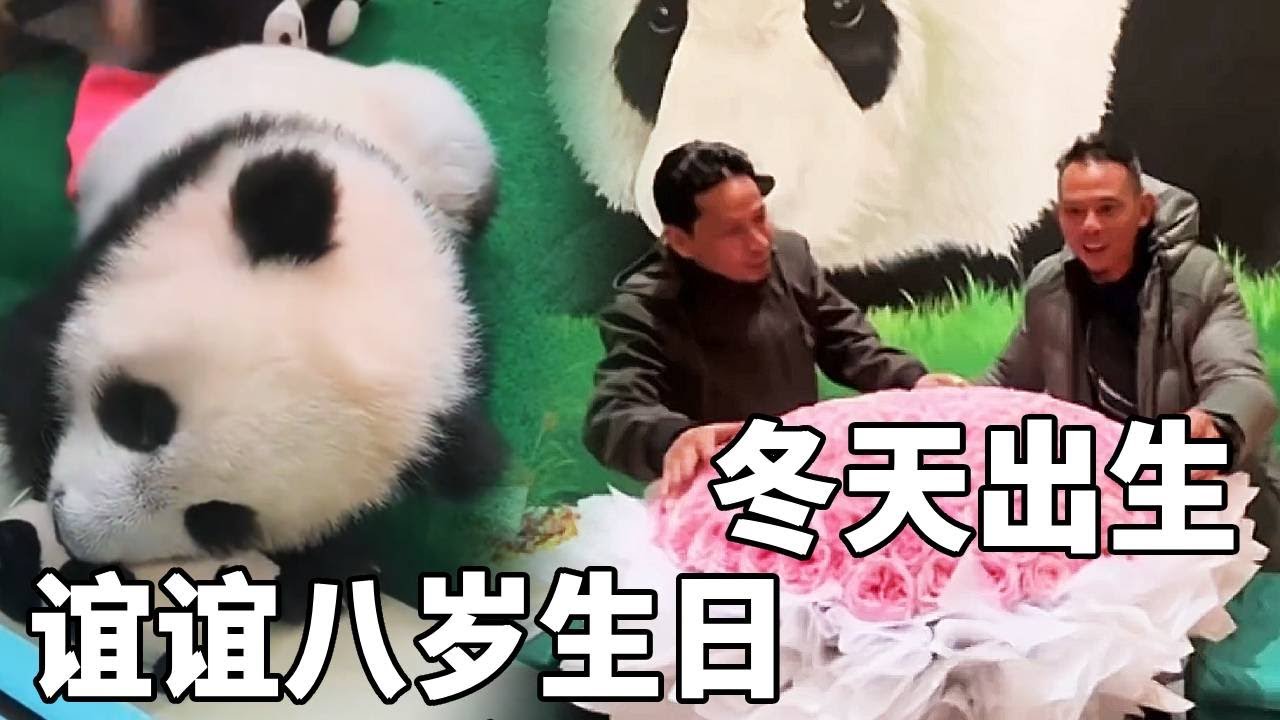为数不多冬天出生的小熊，谊谊的八岁生日马来西亚的奶爸赶来庆生，送上超大花束和祝福【你好大熊猫】