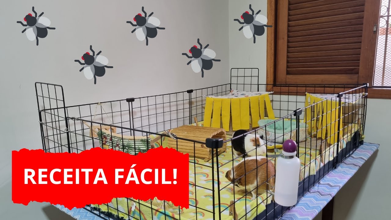 receita caseira para acabar com moscas no cercado dos porquinhos da índia! 🦟🦟🦟