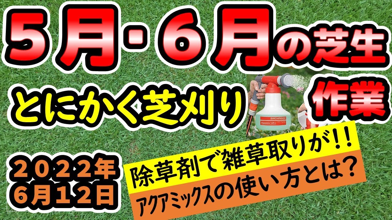 【芝生】５月・６月の芝生作業！先ずは、〇〇りを行って芝生を密に！雑草との戦いも終わり！？害虫対策は？？