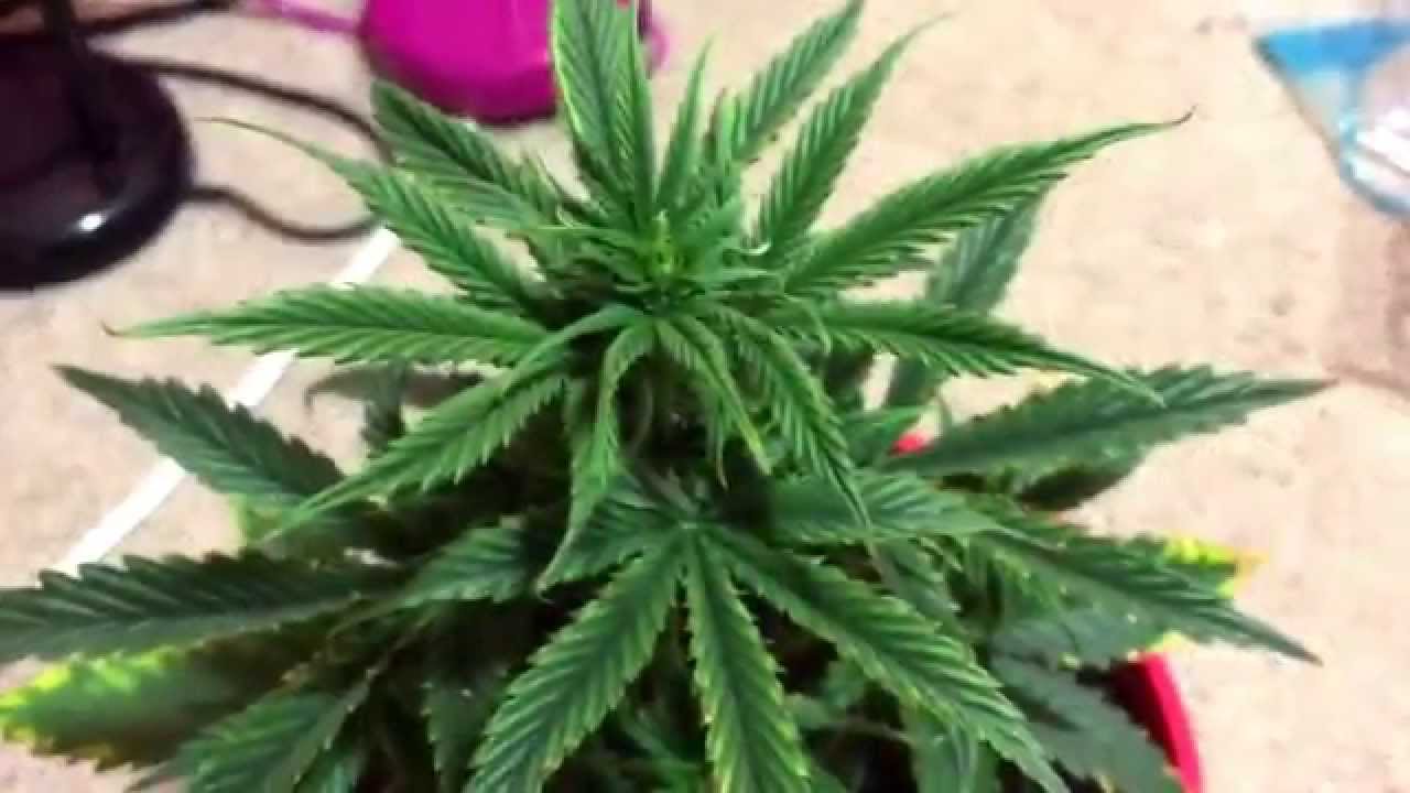 Auto Flower Plants. Bomb seeds auto bomb, cheese xxl , Candy cane crop kings