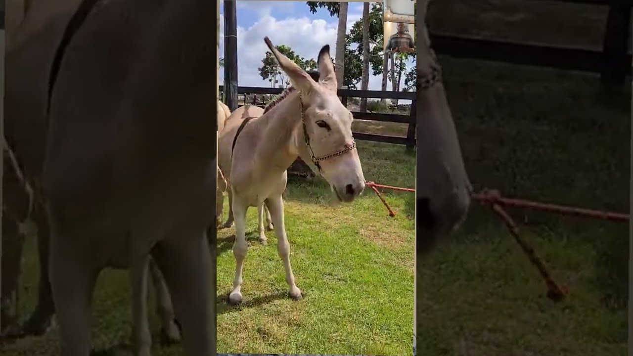 PEGA Donkey and Stallion Horse Breeds
