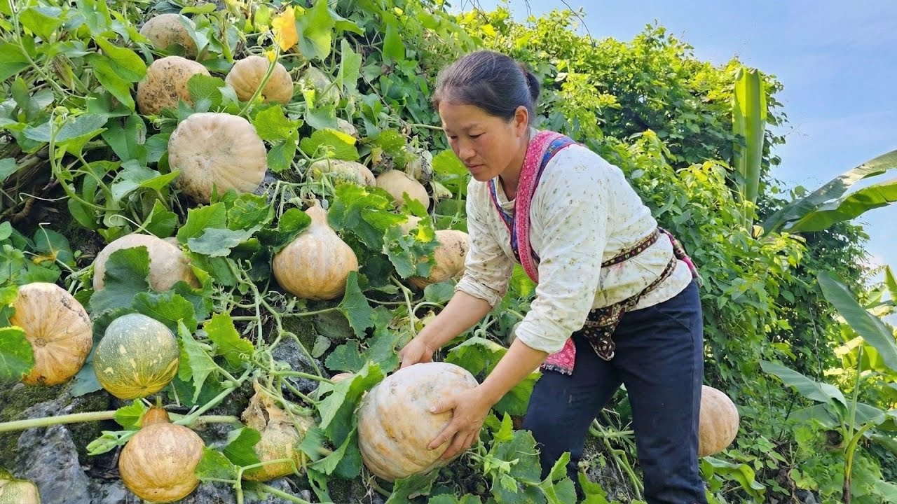 Harvesting Pumpkins and Selling It to Villagers, Caring for Livestock Together with Phong