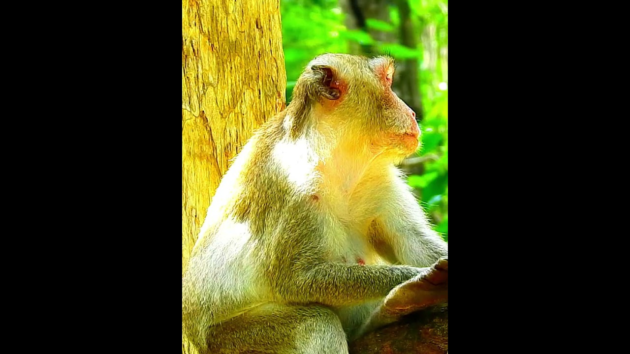 Pity Monkey's Wildlife 105