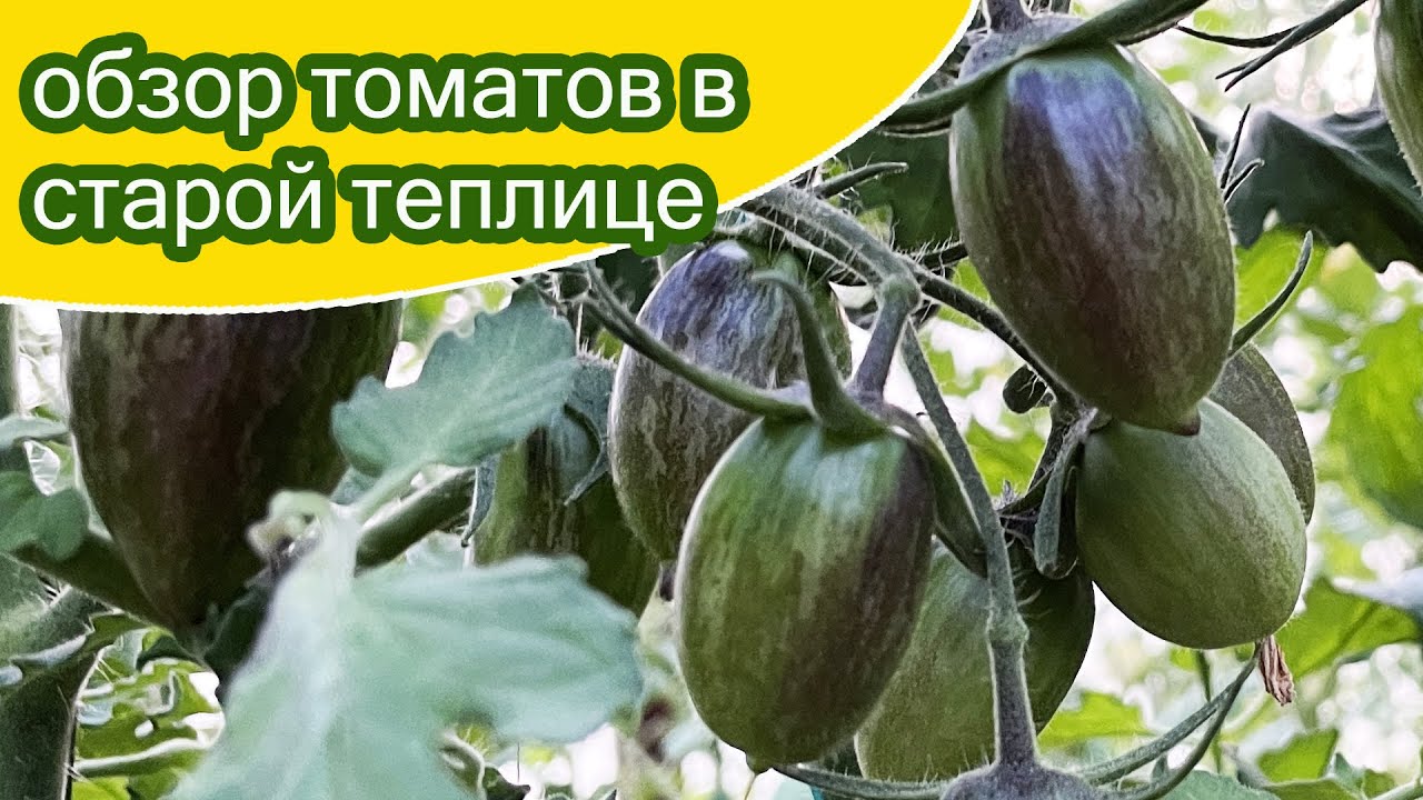 Обзор черри томатов и прочих в старой теплице / Минская область