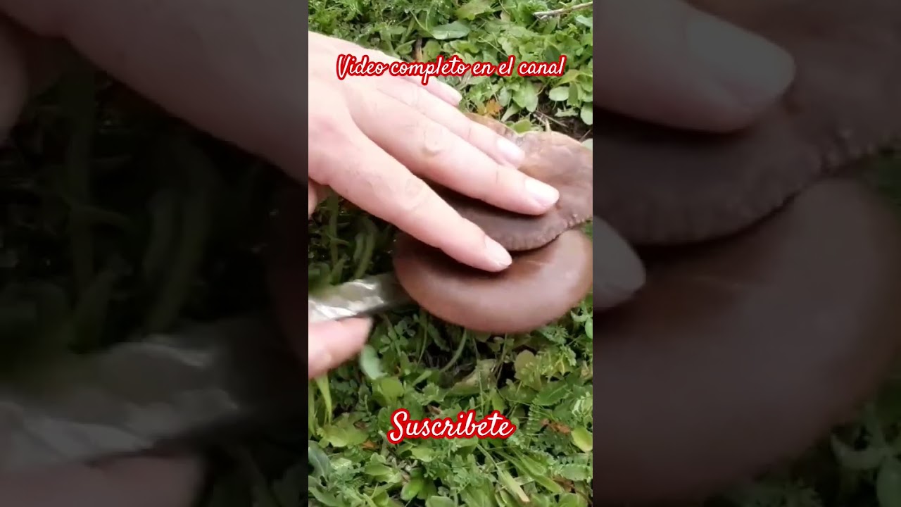 Setas de cardo. Primeras setas de cardo. #robellones #setas #boletus #niscalos #naturaleza