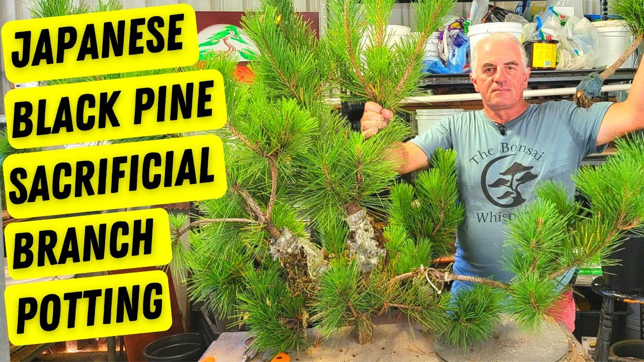 Unveiling the Mysterious Art of Sacrificial Branch Potting