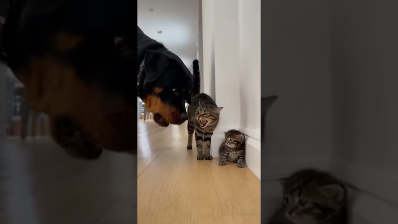 DOG Tries to BULLY Tiny Kitten...then THIS Happens! #cats #ring #cctv #bear #catlovers #animallovers