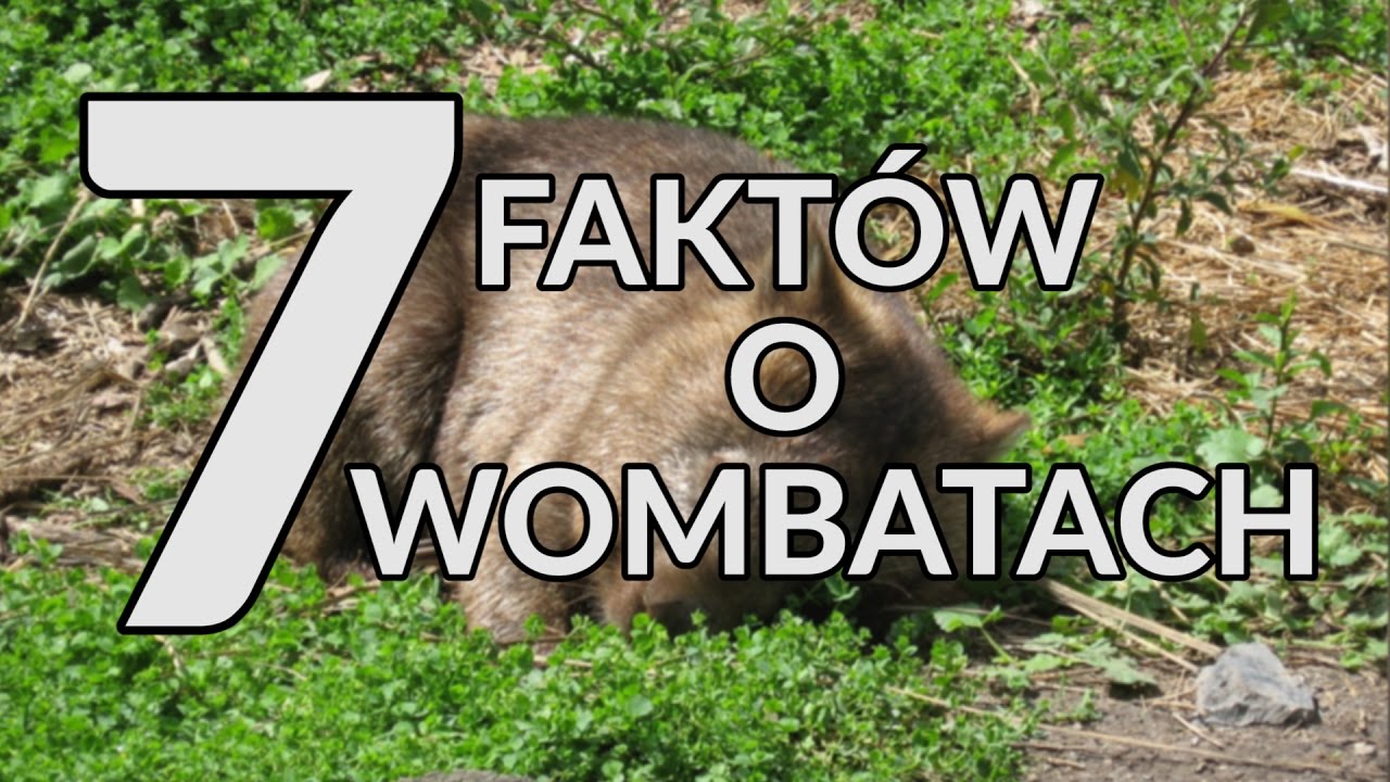 7 faktów o wombatach