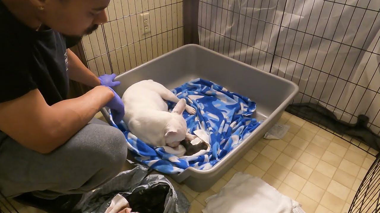 LIVE Frenchie Birth Natural Whelp Video Delivering French Bulldog Puppy @Home #fortwaynefrenchies