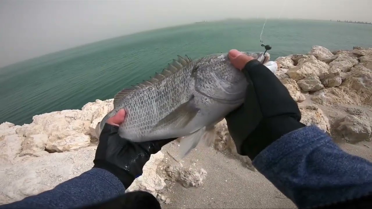 Sea bream sobaity: Catch & cook 👩&zwj;🍳