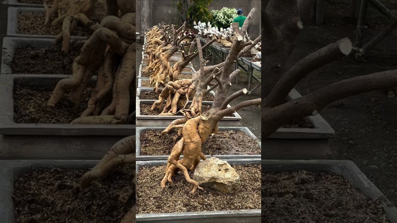 How To Make Bougainvillea Bonsai / Garden / Flowers Bloom / Rare Collection / Tips  / grafted / grow
