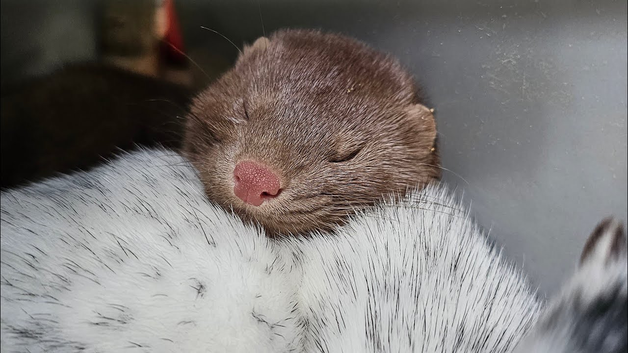 How to tame a mink