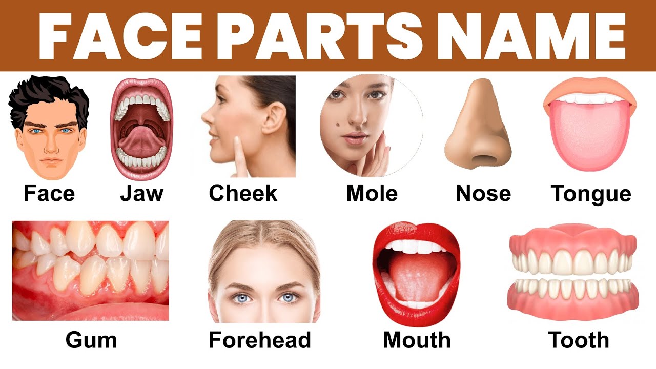 All face parts name in english | body parts name for kids | body parts vocabulary
