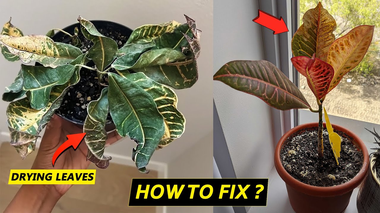Croton leaves are drying ?