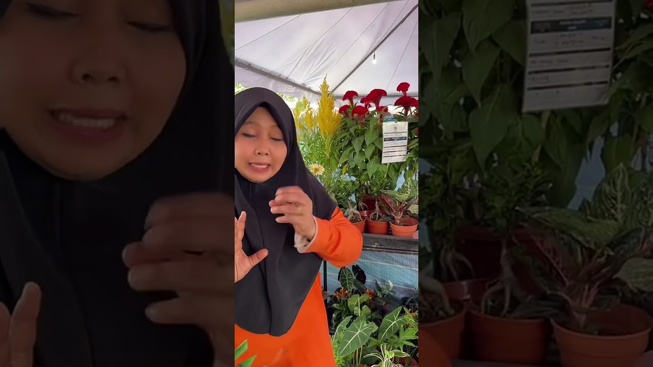 Festival jualan agro madani #dataranorangkampongmerlimau #melaka #fama #livetiktok
