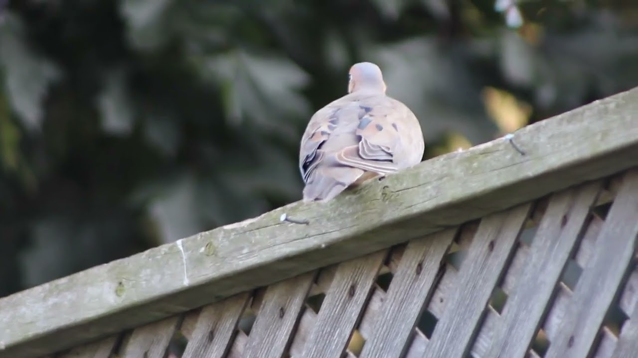 lots and lots of mourning doves