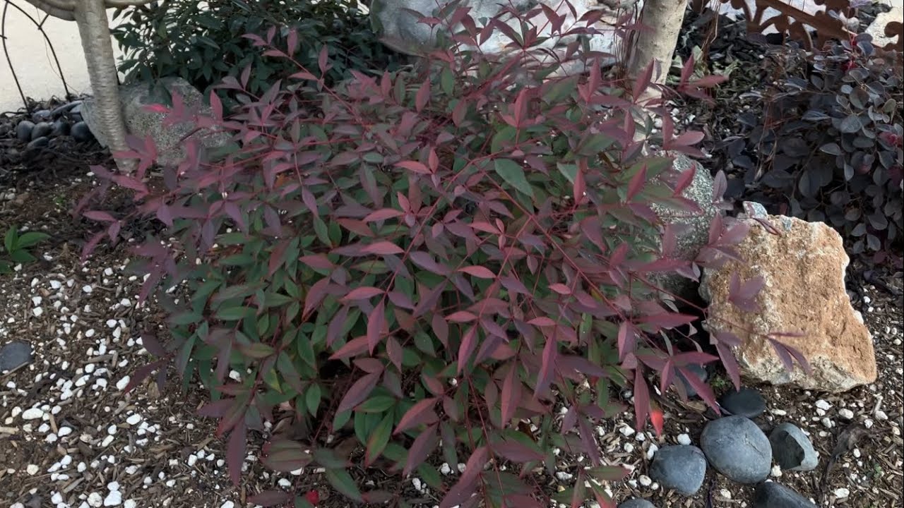 Comparing Three Different Nandina Cultivars: Flirt, Firepower, and Obsession