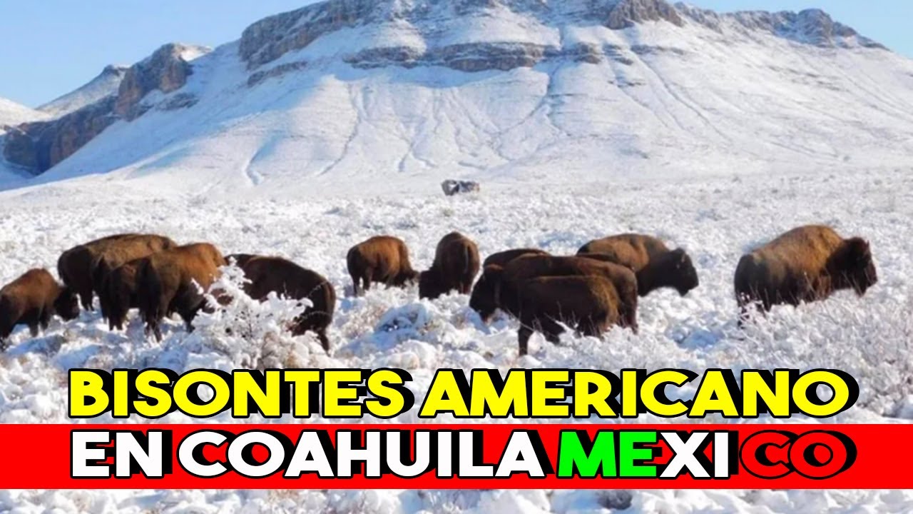 Secretaria del Medio Ambiente tiene éxito en la reproducción del Bisonte Americano en Coahuila Mex.