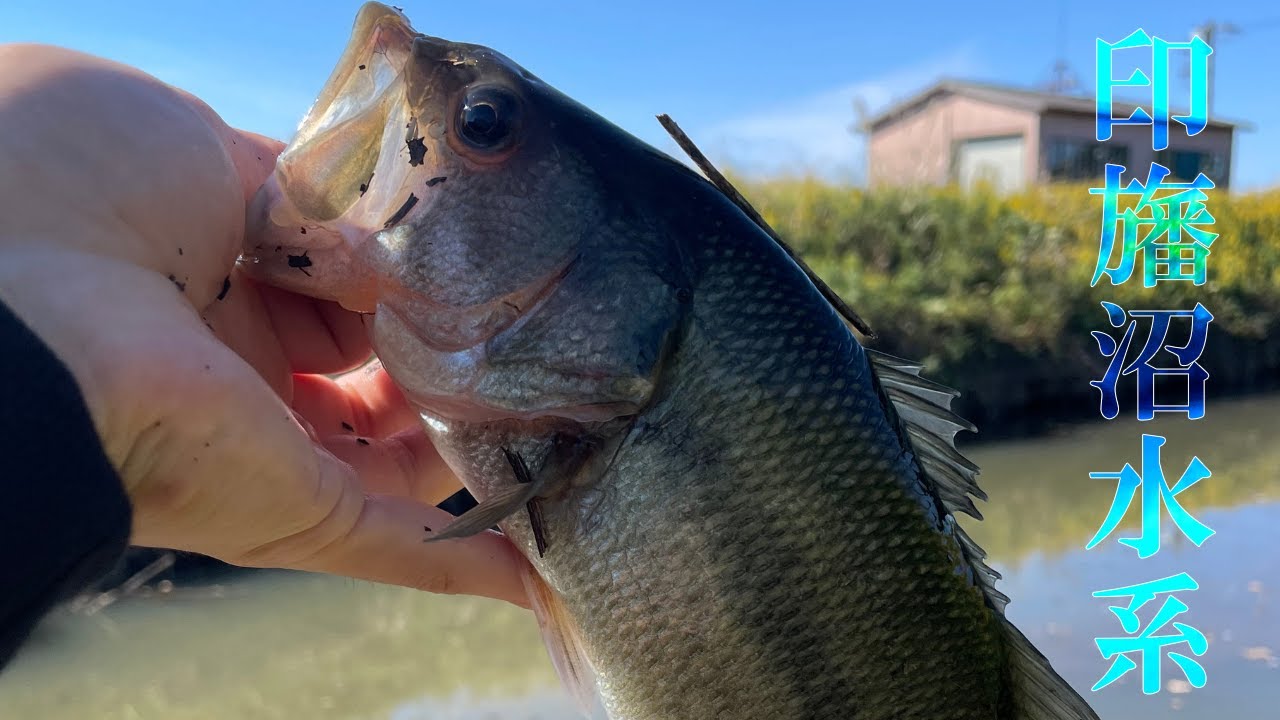 【バス釣り】晩秋の印旛沼水系でバスが釣りたい