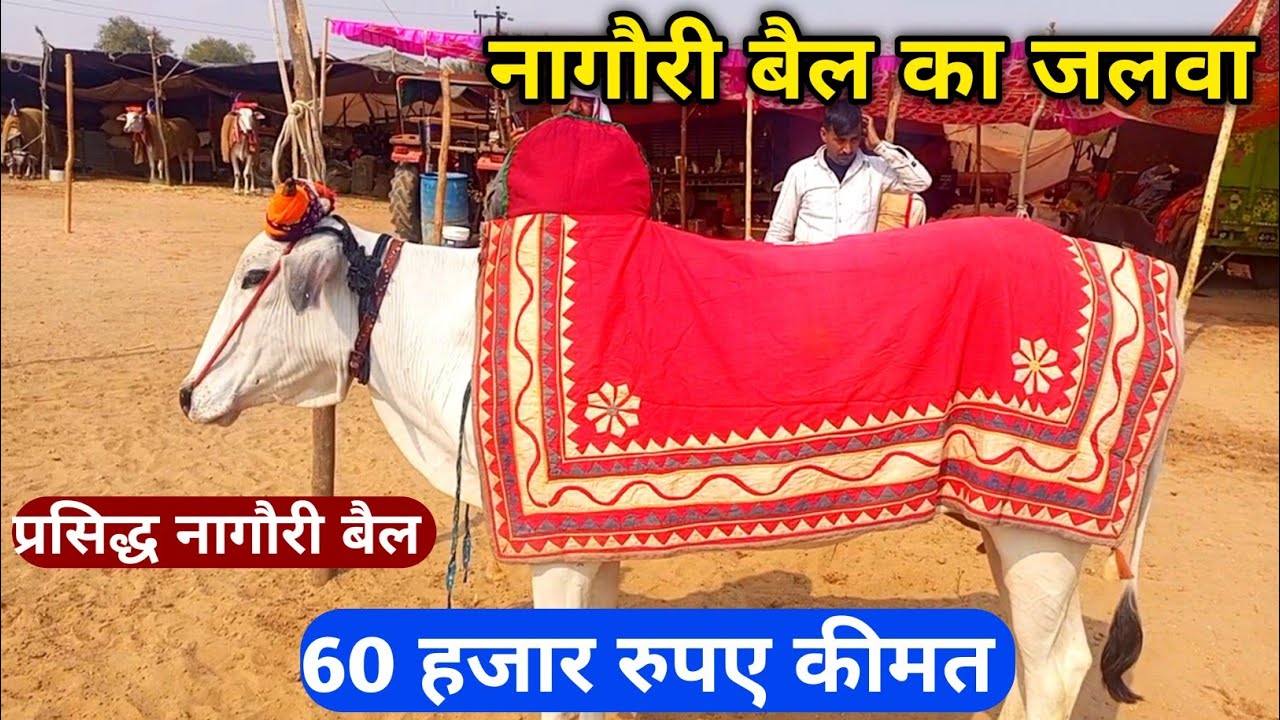 नागौरी बैल प्रसिद्ध विख्यात 60 हजार कीमत 7 बैल | बस्तीराम जी अड़वड़ से आए | नागौर पशु मेला 2025