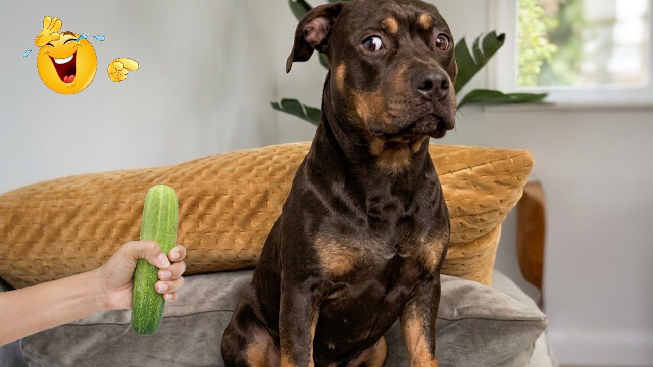 Smarty Funny Animal Video Clips 😹🐶 The Funniest cat & dog Moments Compilation 🐾