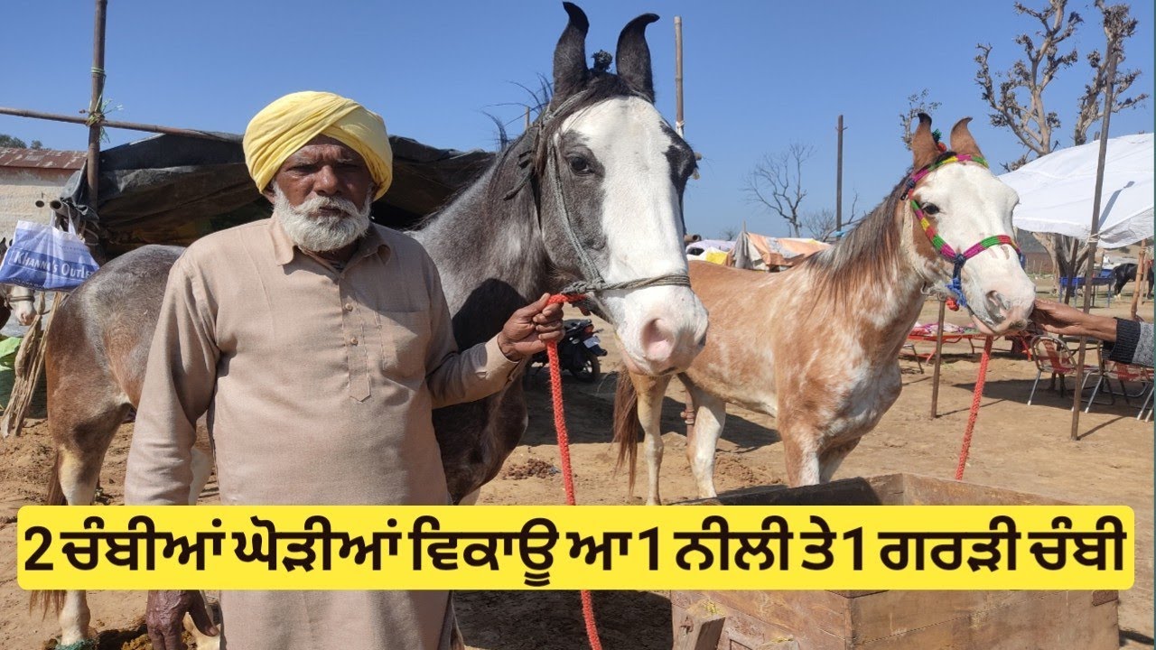 2 Chambi Mare For Sale 1 Nili Chambi 1 Ghardi Chambi at Jagraon Mandi 2022