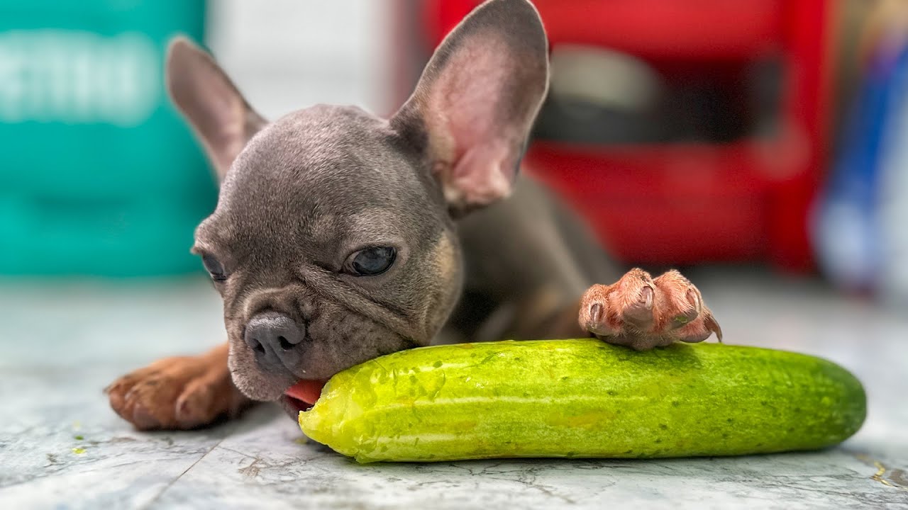 French Bulldog Sneaks Away Cucumber When Sees Me Using It As A Face Mask