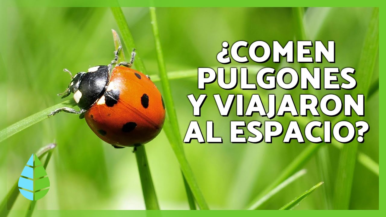 CURIOSIDADES de las MARIQUITAS o CATARINAS 🐞 | ¿Comen pulgones? ¿Viajaron al espacio?