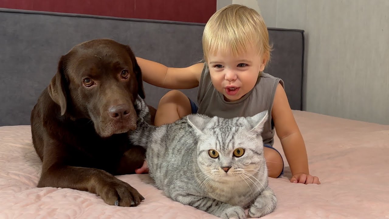 Get Ready to Laugh! Funny Talks Between Baby, Dog, and Cat