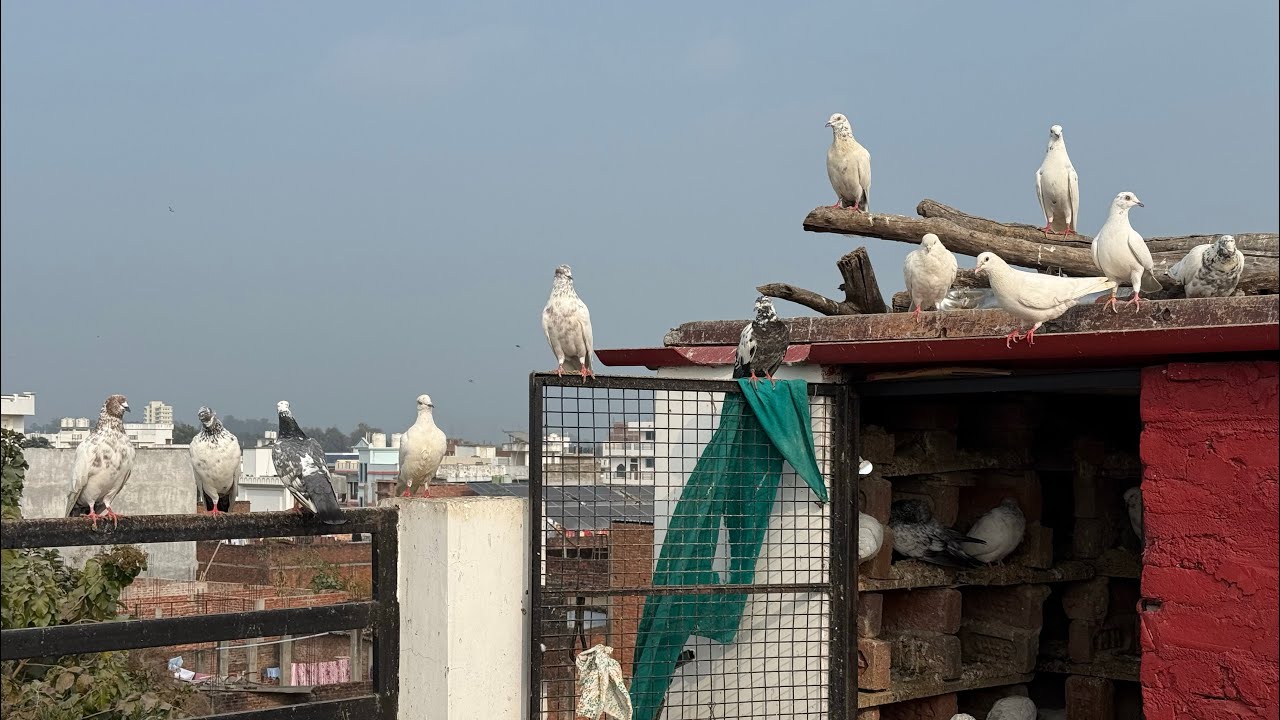 Zaman pigeon Care  is live🕊️