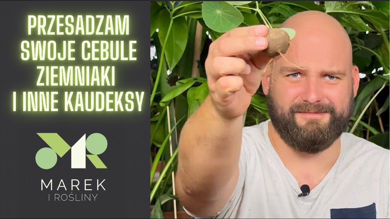 Przesadzam cebule, ziemniaki i inne kaudeksy