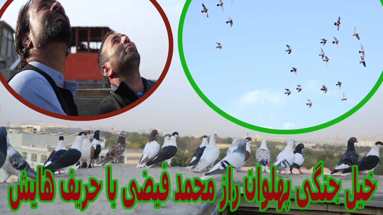 کفتر بازی پهلوان رازمحمد ده افغانان