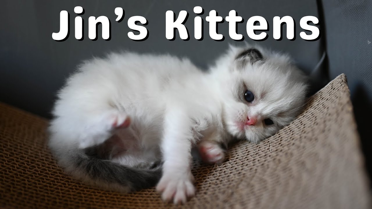 Mother Ragdoll Cat with Kittens Growing Up | Cute Meows