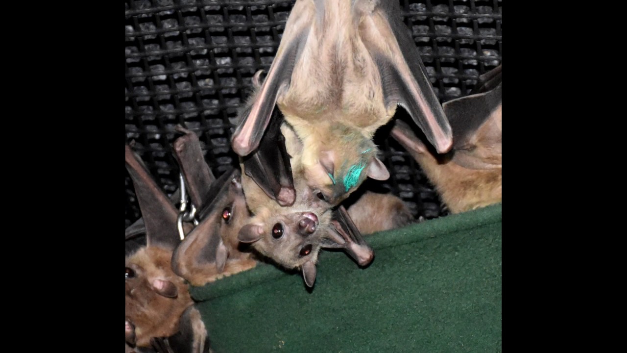 Sully, an Egyptian fruit bat rescued from the pet trade