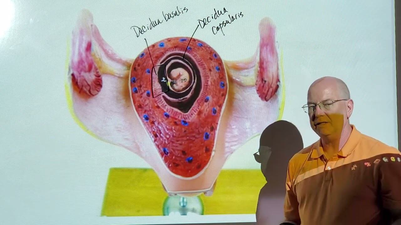 Protessor Long's A&P II Lab Test 4:  Development