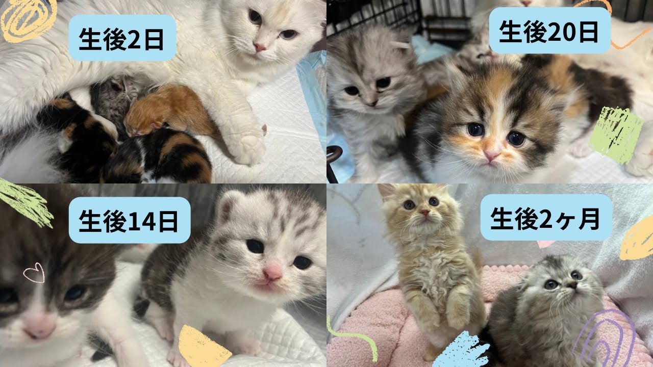 いろんな月齢の子猫たち