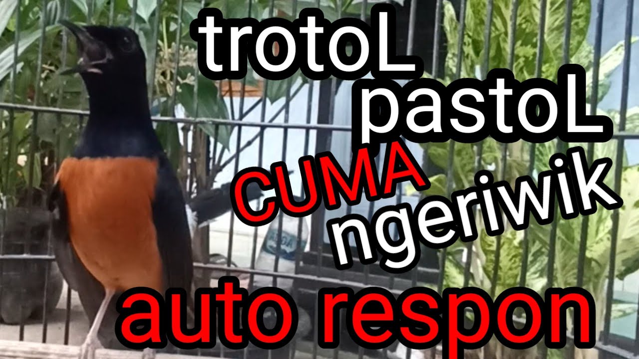 PANCINGAN MURAI TROTOL PASTOL SUPAYA CEPAT NGEPLONG &radic;&radic; pancingan ampuh murai batu